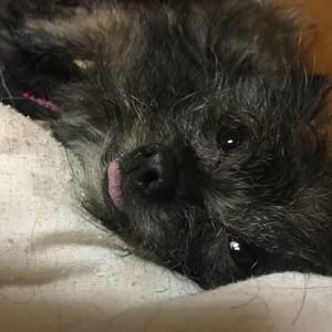 Meet your Posher, Joyce